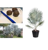 Bismarckpalme (Bismarckia Nobilis) Seltene Palme aus Madagaskar - 2 Samen