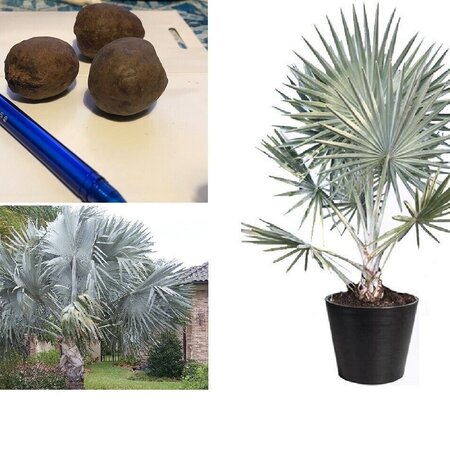 Bismarck Palm (Bismarckia Nobilis) Rare Palm From Madagascar - 2 Seeds