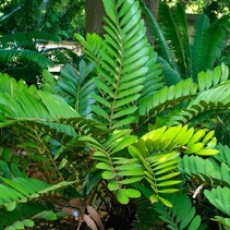 Mexicaanse Palm (Zamia Furfuracea) - 10 Zaden