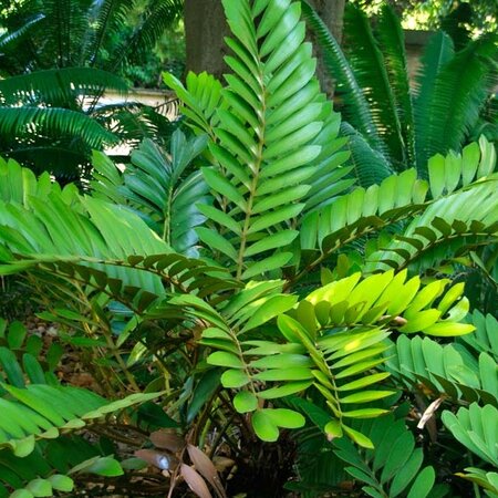 Mexicaanse Palm (Zamia Furfuracea) - Kartonnen Palm - Exotische Zaden - 10 Zaden