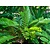 Mexikanische Palme (Zamia Furfuracea) - 10 Samen