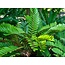 Mexicaanse Palm (Zamia Furfuracea) - Kartonnen Palm - Exotische Zaden - 10 Zaden
