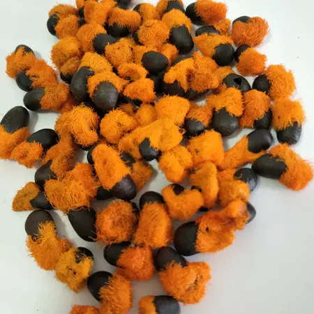 Natal bird of paradise flower (Strelitzia nicolai) - Exotic / Tropical Room and Terrace Plant - 10 Seeds