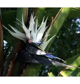 Natal-Paradiesvogelblume (Strelitzia nicolai) - Exotische / Tropische Zimmer- und Terrassenpflanze - 10 Samen