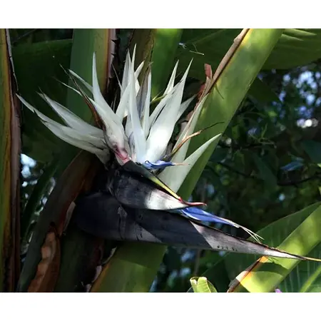 Natal paradijsvogelbloem (Strelitzia nicolai) - Exotische / Tropische Kamer en Terras Plant - 10 Zaden