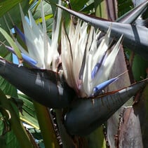 Natal paradijsvogelbloem (Strelitzia nicolai) - 10 Zaden