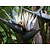 Natal paradijsvogelbloem (Strelitzia nicolai) - 10 Zaden