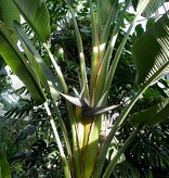 Natal-Paradiesvogelblume (Strelitzia nicolai) - Exotische / Tropische Zimmer- und Terrassenpflanze - 10 Samen