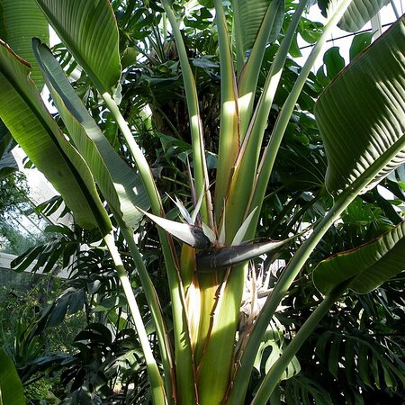 Natal paradijsvogelbloem (Strelitzia nicolai) - Exotische / Tropische Kamer en Terras Plant - 10 Zaden