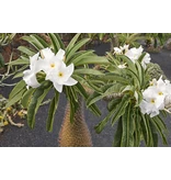 Pachypodium lamerei 20 Samen - Zwergpflanze - Exotisches Saatgut