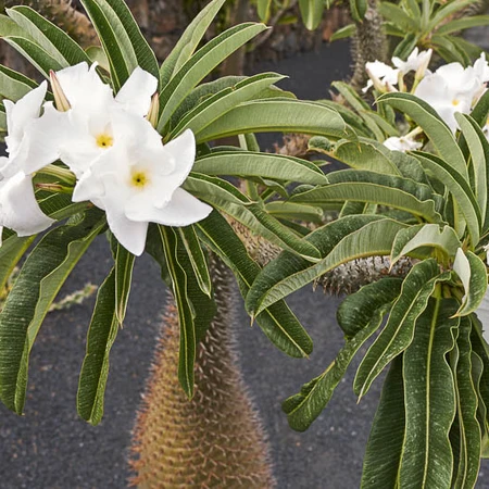 Pachypodium lamerei 20 Seeds - Dwarf plant - Exotic Seeds