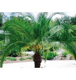 Phoenix Roebelenii - 10 Seeds - Exotic Seeds - Buy Plants Online