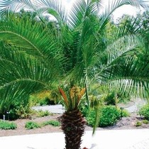 Phoenix Roebelenii - 10 Samen