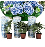 Hydrangea Bicolor Bavaria - Blue / White - Buy hardy perennials? Garden Select