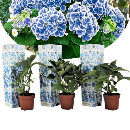 Hydrangea Bicolor Bavaria - Blue / White - Buy hardy perennials? Garden Select