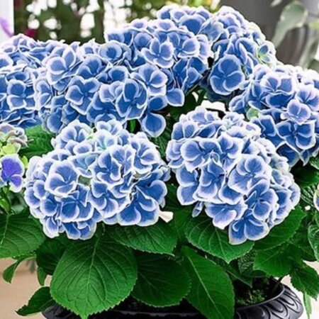 Hortensia Bicolor Bavaria - Blauw / Wit - Winterharde Vaste Planten Kopen? Garden Select