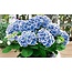 Hortensia Bicolor Bavaria - Blauw / Wit - Winterharde Vaste Planten Kopen? Garden Select