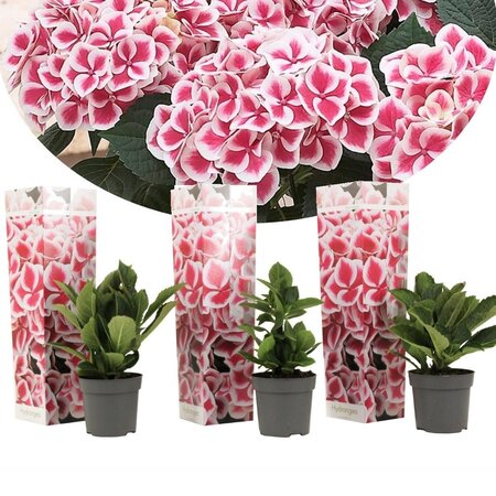 Hydrangea Bicolor Camilla - 3 Plants - Pink / White - Buying Perennials? Garden Select