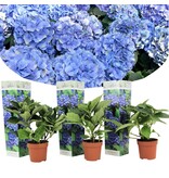 Hortensia Macrophylla Early Blue - Boerenhortensia Blauw Kopen? Garden-Select.com