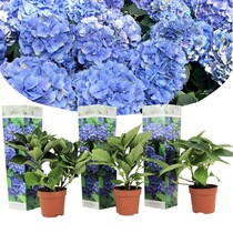 Hortensie Macrophylla Frühblau - 3 Pflanzen