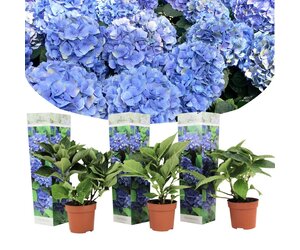 Hydrangea macr. 'Benxi' Container 5lt. - Bast de Plantgigant