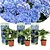 Hortensia Macrophylla Early Blue - 3 Planten