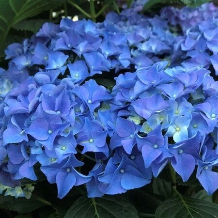 Hydrangea Macrophylla Early Blue - Buying Farmers' Hydrangea Blue? Garden-Select.com