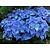 Hortensia Macrophylla Early Blue - 3 Planten