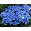 Hortensia Macrophylla Early Blue - Boerenhortensia Blauw Kopen? Garden-Select.com