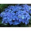 Hydrangea Macrophylla Early Blue - Buying Farmers' Hydrangea Blue? Garden-Select.com
