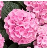 Hydrangea Macrophylla Early Pink - Buying Farmers' Hydrangea Pink? Garden-Select.com