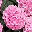 Hydrangea Macrophylla Early Pink - Buying Farmers' Hydrangea Pink? Garden-Select.com