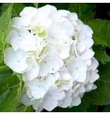 Hydrangea Macrophylla Wudu White - Buying Farmers' Hydrangea White? Garden-Select.com