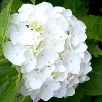 Hortensie Macrophylla Wudu Weiß - 3 Pflanzen