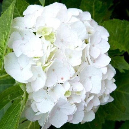 Hydrangea Macrophylla Wudu White - Buying Farmers' Hydrangea White? Garden-Select.com