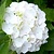 Hydrangea Macrophylla Wudu White - 3 Plants