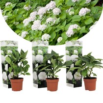 Hydrangea Macrophylla Wudu White - 3 Plants