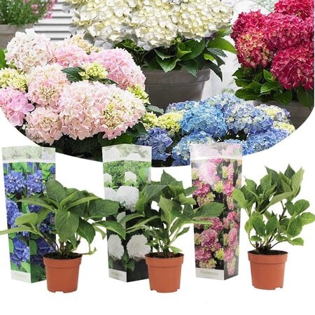 Hortensia Macrophylla Mix - Boerenhortensia Blauw, Wit En Roze Kopen? Garden Select