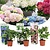 Hydrangea Macrophylla Mix - 3 Plants