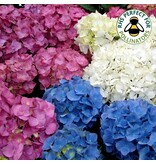 Hortensia Macrophylla Mix - Boerenhortensia Blauw, Wit En Roze Kopen? Garden Select