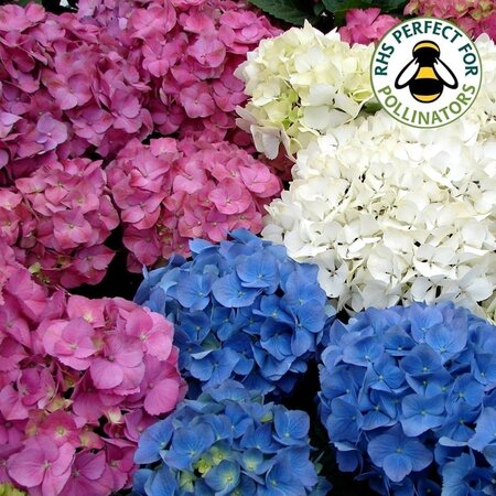 Hortensien Macrophylla Mix - Farmers' Hydrangea Blau, Weiß und Rosa kaufen? Garden Select