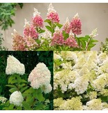 Hydrangea Paniculata Mix - Phantom, P. Lady, S. Dollar - Buy 3 Plants? Garden-Select.com