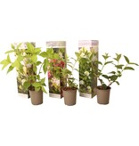 Hortensia Paniculata Mix - Phantom, P. Lady, S. Dollar - 3 Planten Kopen? Garden-Select.com