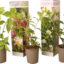 Hortensie Paniculata Mix - 3 Pflanzen