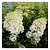 Hortensia Paniculata 'Phantom' - 3 Planten