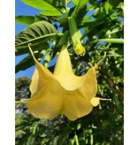 Brugmansia Yellow - Trumpet Plant / Datura Buy? Garden-Select.com