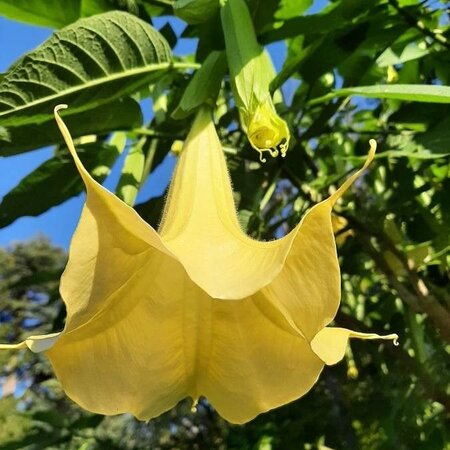 Brugmansia Geel - Trompetplant / Datura Kopen? Garden-Select.com