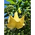 Brugmansia Yellow - 3 Plants
