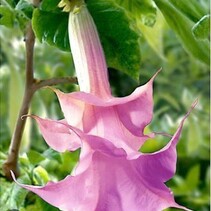 Brugmansia Rosa - 3 Pflanzen