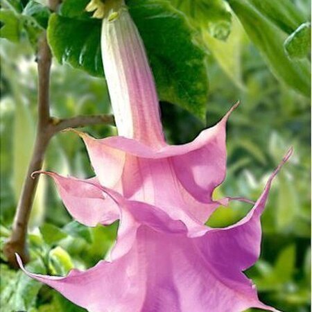 Brugmansia Pink - 3 Plants - Angel's Trumpet - Buying Summer Flowers?